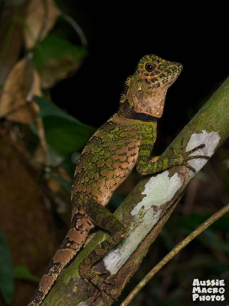 Sumatra Forest Dragon (Gonocephalus beyschlagi)
