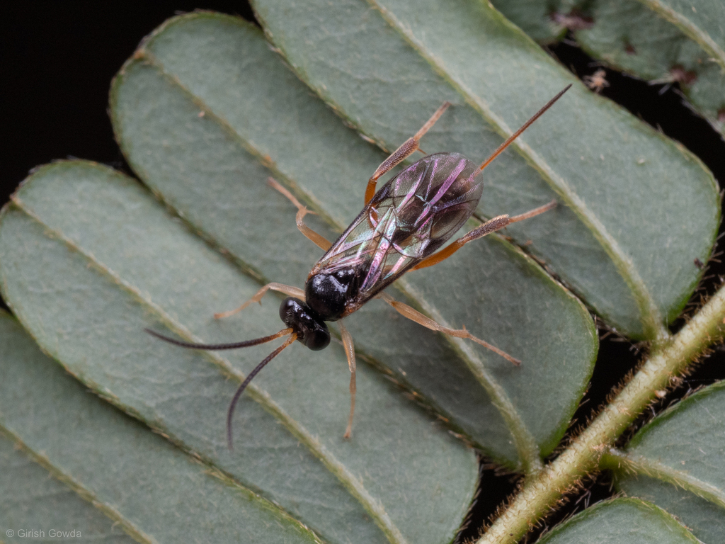 Sisyrostolinae