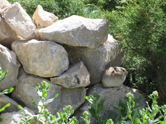 Ochotona rufescens