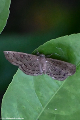 Voltinia totonaca