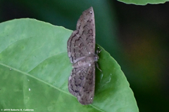 Voltinia totonaca
