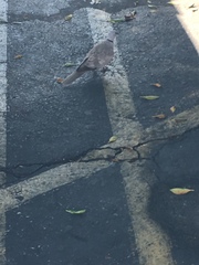 Streptopelia decaocto