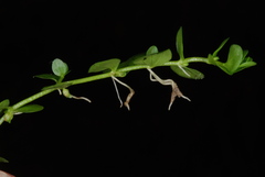 Micranthemum umbrosum