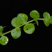 Micranthemum umbrosum - Photo (c) Douglas Goldman, μερικά δικαιώματα διατηρούνται (CC BY), uploaded by Douglas Goldman
