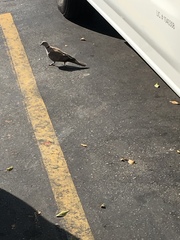 Streptopelia decaocto