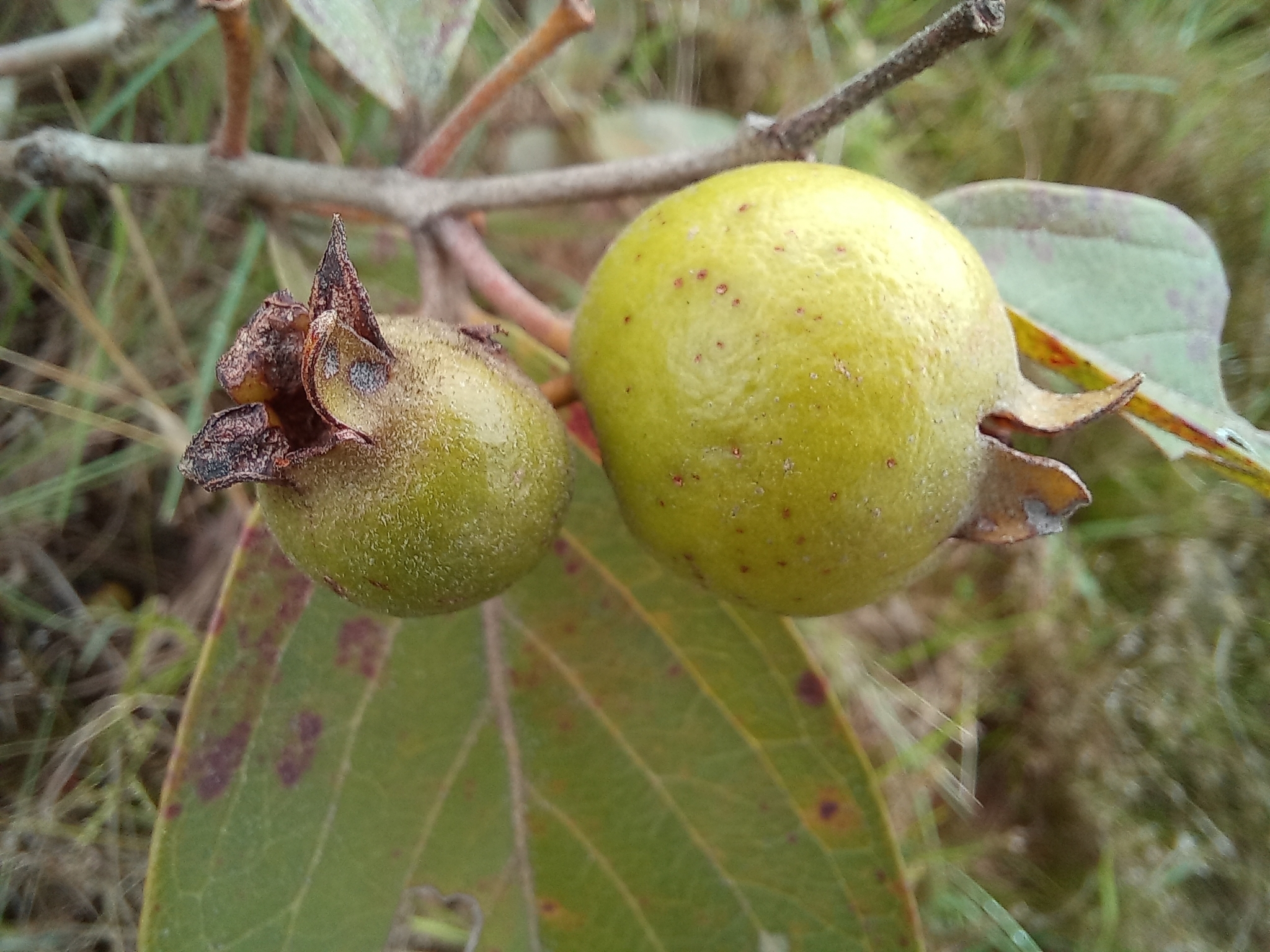 Psidium guineense