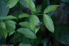 Voltinia totonaca