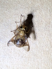 Chrysops