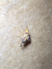 Chrysops