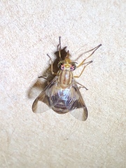 Chrysops