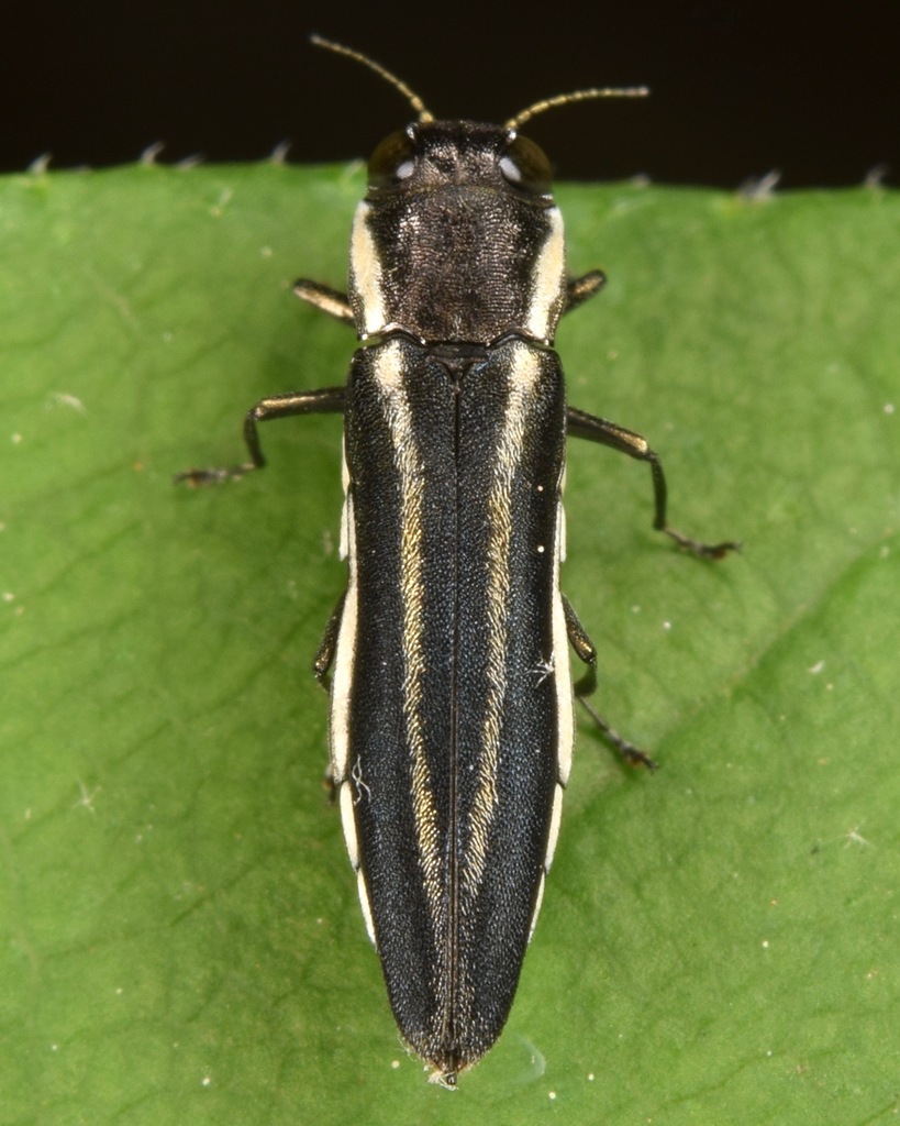 Two-lined Chestnut Borer