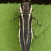 Agrilus bilineatus - Photo (c) skitterbug, μερικά δικαιώματα διατηρούνται (CC BY), uploaded by skitterbug