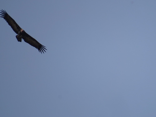 Hooded Vulture