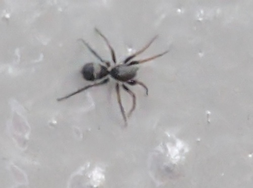 corinnid sac spiders