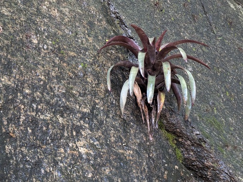 Vriesea saundersii, photograph 3