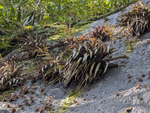 Vriesea saundersii, photograph 2