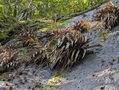Vriesea saundersii, photograph author not stated, no rights reserved