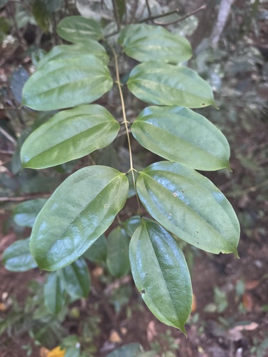 Ripogonum album R.Br.