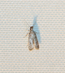 Dichomeris inversella
