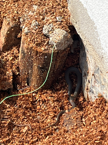 Yellow-spotted Keelback