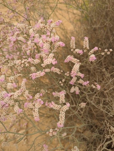 Limonium pruinosum, photograph 1