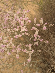Limonium pruinosum