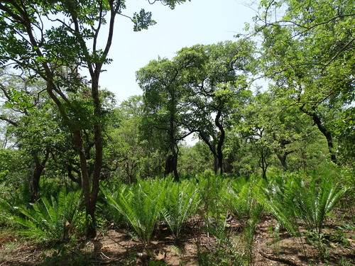 Encephalartos barteri barteri