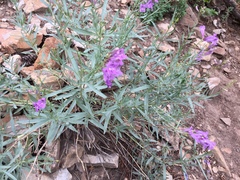 Penstemon sepalulus