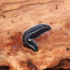 Newzealandia