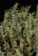 Cladonia atlantica