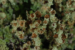 Cladonia atlantica