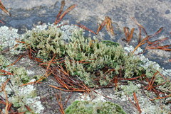 Cladonia atlantica