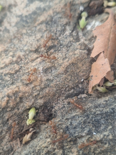 African Weaver Ant