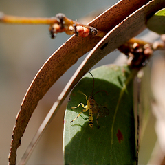 Xanthopimpla rhopaloceros