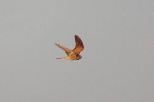 Turmfalke