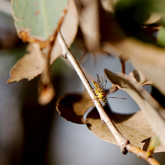 Xanthopimpla rhopaloceros
