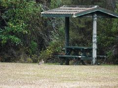 Oryctolagus cuniculus cuniculus