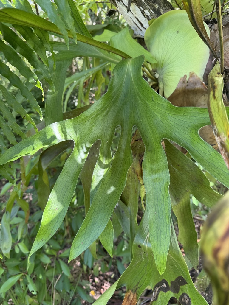 Platycerium hillii · BioDiversity4All