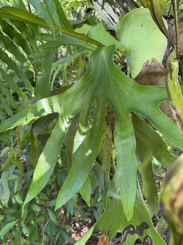 Platycerium hillii