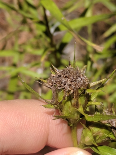 Image of Liatris compacta by (c) Eric Knight, some rights reserved (CC BY)