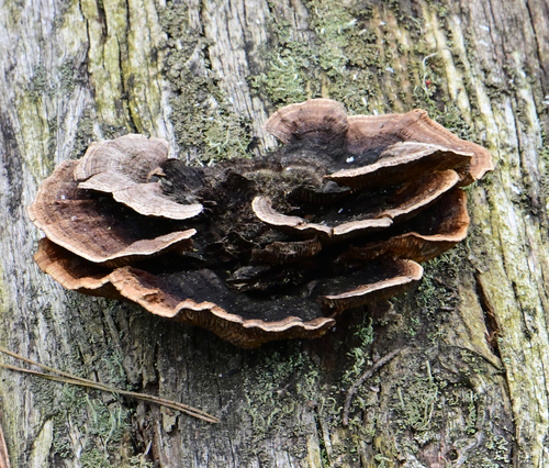 Gloeophyllum abietinum