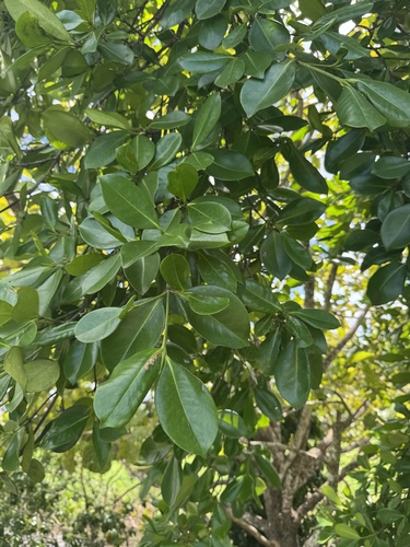 Andi (Carallia brachiata)