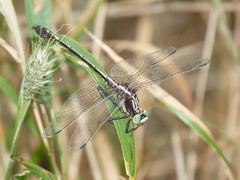 Dromogomphus spinosus