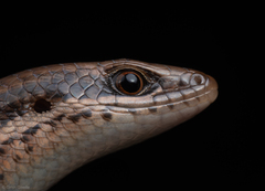 Allapalli Grass Skink photo 4