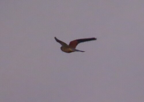 Turmfalke