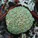 Olive Cladonia - Photo (c) Douglas Goldman, some rights reserved (CC BY-SA), uploaded by Douglas Goldman