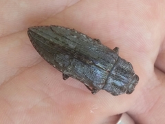 Texania fulleri