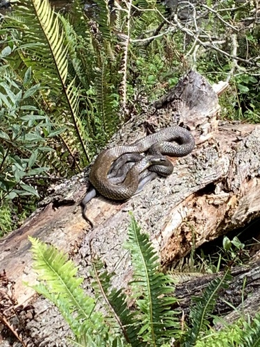 Tiger Snake sighting