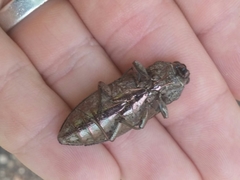 Texania fulleri