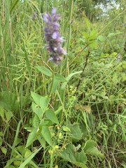 Agastache